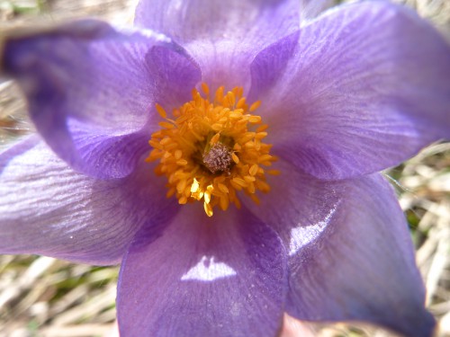 Viry,Jura, fleur protégée,printemps,credulon